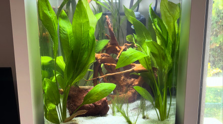 aquarium Nano tank AMTRA 30 guppy