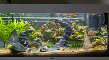 aquarium JUWEL RIO180 ENTREE