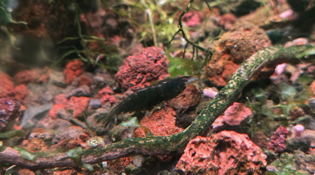 Lithion - the Bucce Valley