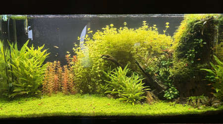 aquarium 250 litres