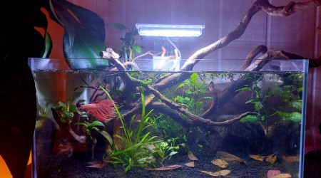 aquarium 23l pour Betta Phenix