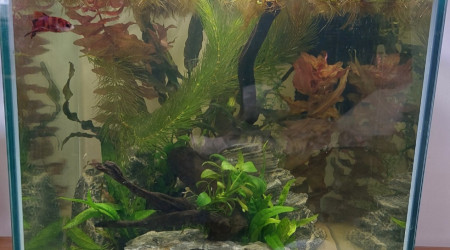 aquarium 40l Betta Plakat Akuma