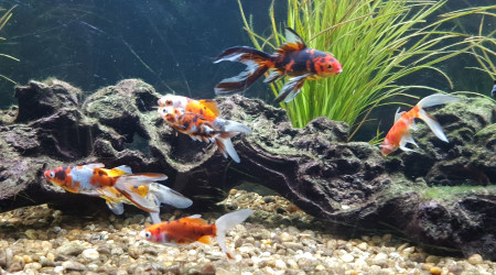 aquarium BAC300