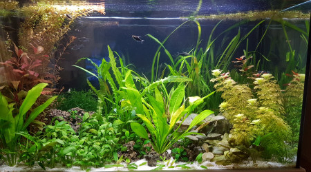 aquarium BAC160