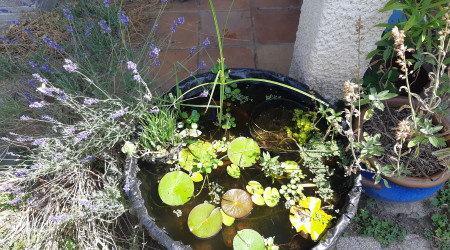 aquarium Mini bassine 3