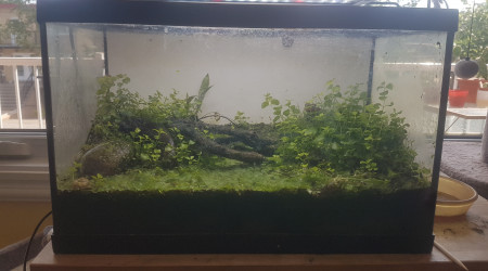 aquarium 20L reconverti