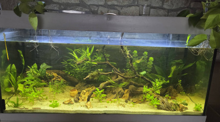 aquarium Bac Asiatique 300L