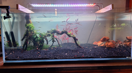 aquarium Propriété de l abonné 160l