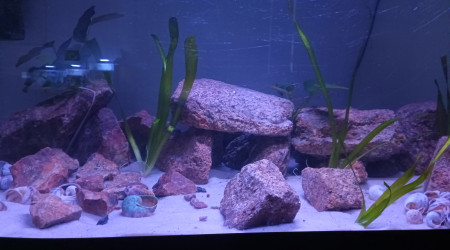 aquarium Tanganyika