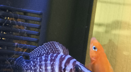 aquarium Tanganyika alto et leulepi