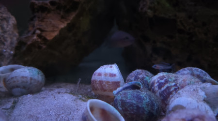 aquarium Tanganyika daffodils