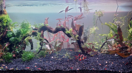 aquarium Propriété de l abonné 160l