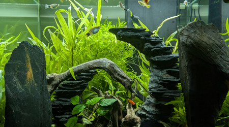 aquarium CIANO EMOTION PRO 60