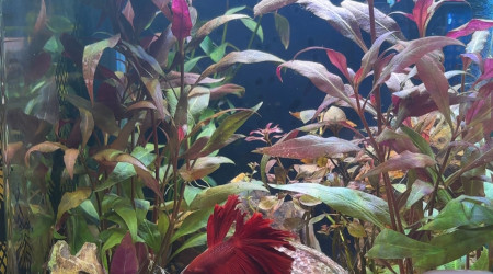 aquarium Nanocube AMTRA 20 Haribo