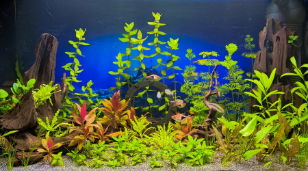 aquarium Stargate Aqua SG-Aq