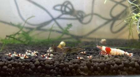 aquarium Red crystal