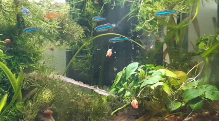 aquarium Aqua1