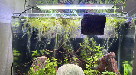 aquarium Scaper s tank 35 aquadella Stella