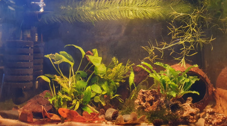 aquarium Vert pomme