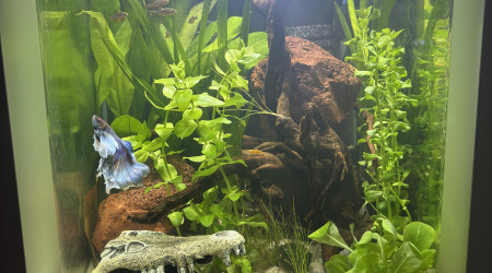 aquarium Nano cube AMTRA 30 Moon