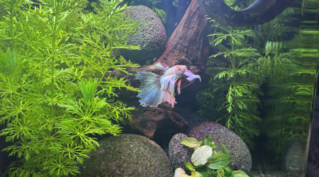 aquarium Nano cube AMTRA 20 Opale