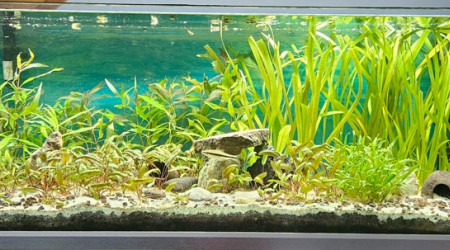 aquarium Bac communautaire