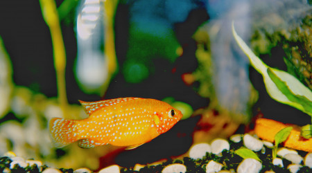 aquarium 120 cichlidés