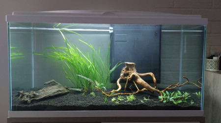 aquarium Communautaire 80 litres