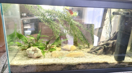 aquarium La-racine-sous-l-eau