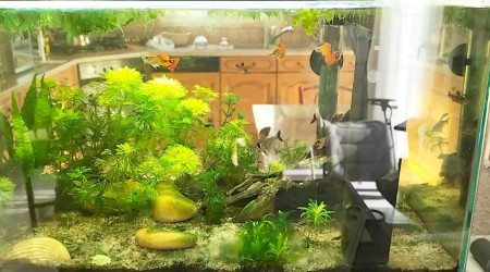 L'aquarium en janvier 2025