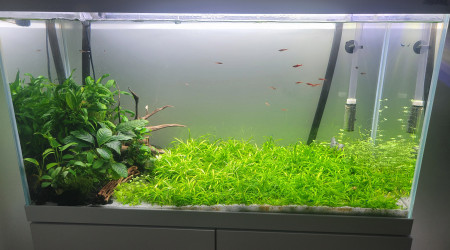 aquarium Aquarium 120l Aquael Optiwhite Blue Velvet et boraras brigittae