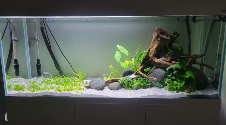 aquarium Aquarium 240l Aquael Optiwhite Simulans ramirezi et ancistrus snow white long fin