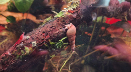 Mélanoïdes fouillant le sol à la nuit tombée