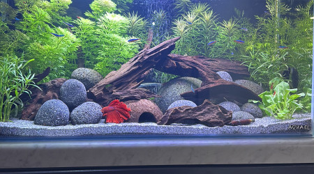 aquarium Tank AQUAEL 60 Haribo