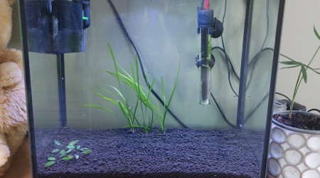 aquarium Reproduction Barbus