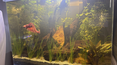 aquarium Scaper s tank Aquadella 30 Spike black water