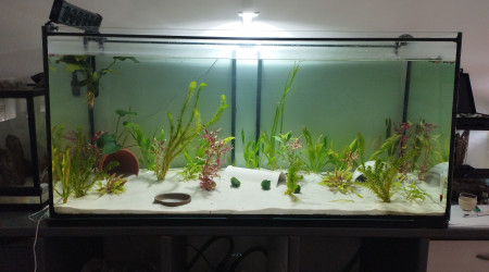 aquarium Aqua axolotls 500L