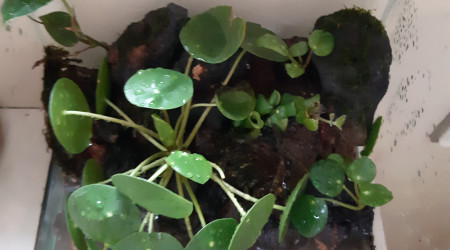 aquarium Paludarium