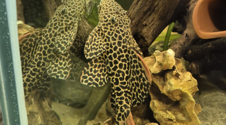 aquarium 600l