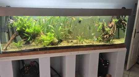 aquarium 1000l