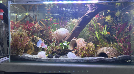 aquarium Tank AQUAEL 60 Opale