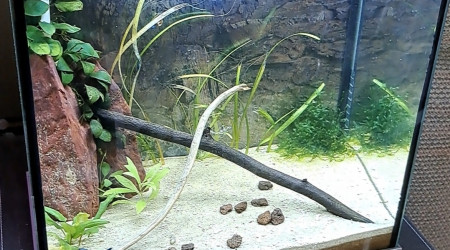 aquarium 30L Neocaridina blue velvet