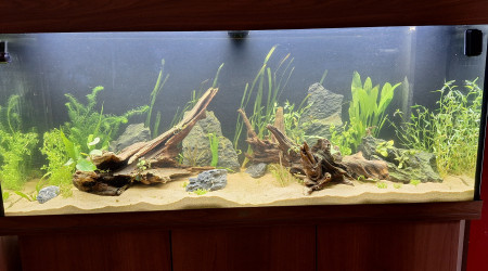 aquarium 240L communautaire