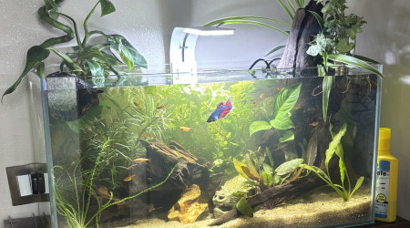 aquarium Tank AQUAEL 60 Stella