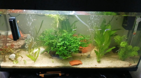 aquarium Aquarium