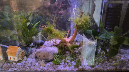 aquarium Aquarium