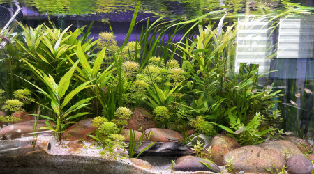 aquarium Aquarium 1