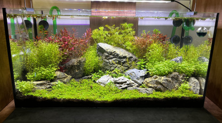 aquarium Aquarium 2