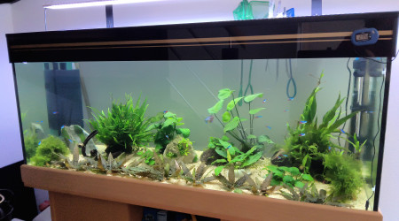 aquarium 240L