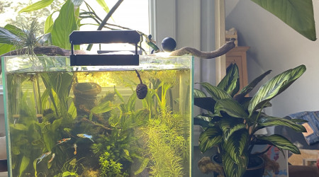 aquarium 30l biotope asiatique